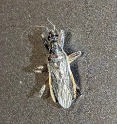 Grey Damsel Bug thumbnail 1