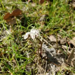 Indian biscuitroot thumbnail 2