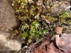Fissidens ventricosus thumbnail 2