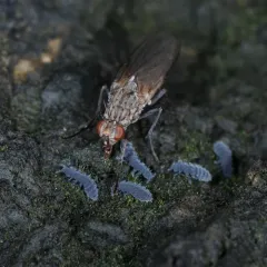 Seashore Springtail thumbnail 4