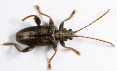 Tuberculate reed beetle thumbnail 3