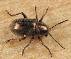 Graphops curtipennis thumbnail 2