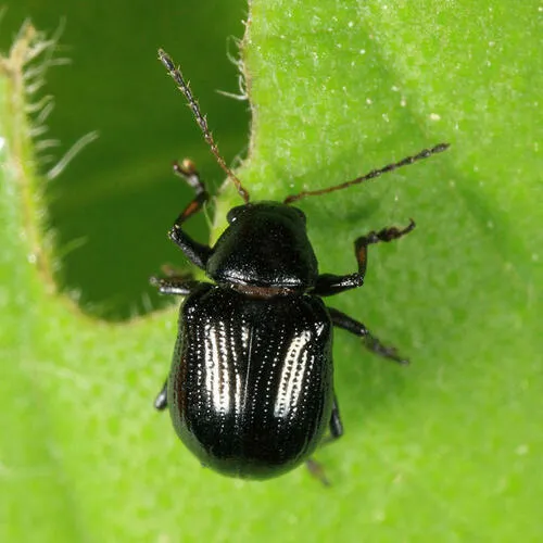 Paria thoracica