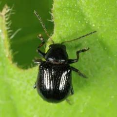 Paria thoracica thumbnail 1