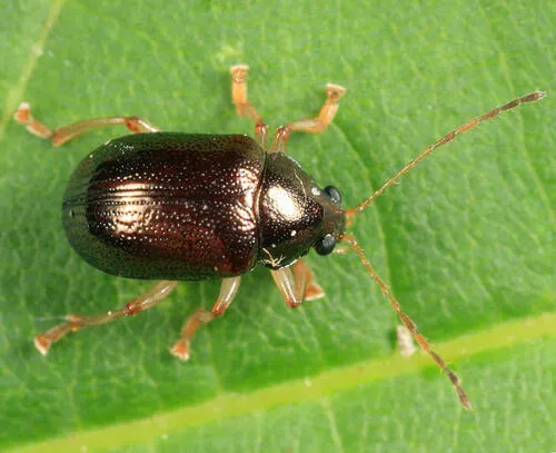 Rhabdopterus praetextus