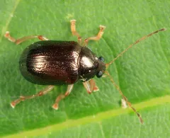 Rhabdopterus praetextus thumbnail 1