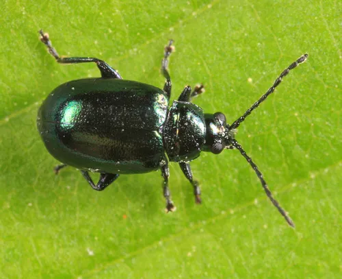Altica ulmi