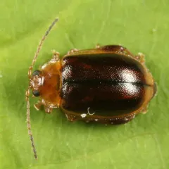 Capraita circumdata thumbnail 2