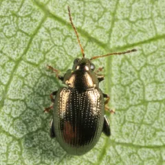 Sweetpotato Flea Beetle thumbnail 2