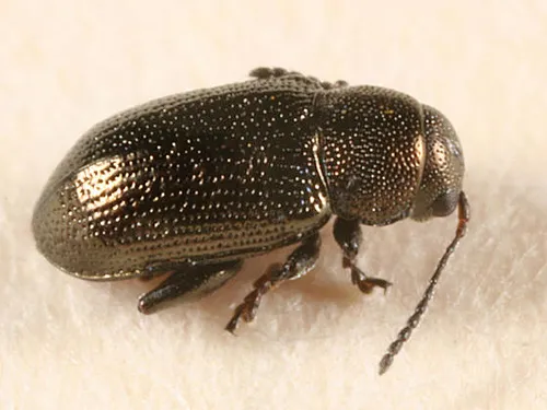 Chaetocnema irregularis