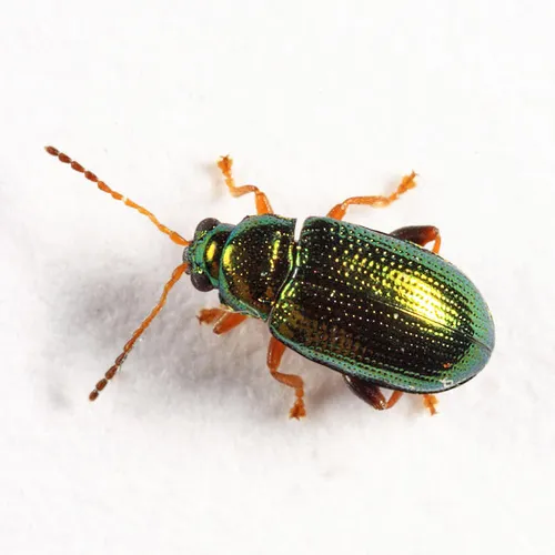 Crepidodera luminosa