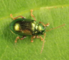 Crepidodera nana thumbnail 3