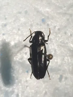 Lipped False Darkling Beetle thumbnail 2