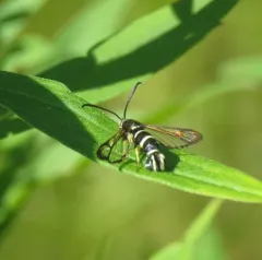 Synanthedon sigmoidea thumbnail 3