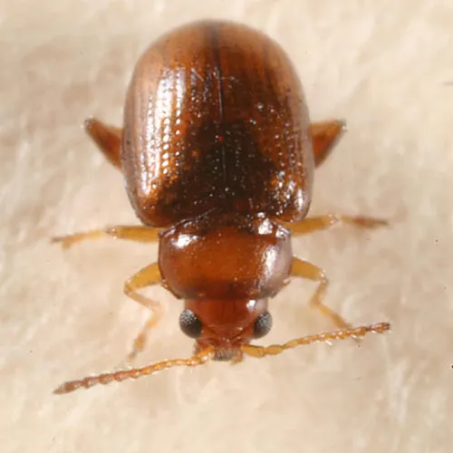 Margaridisa atriventris