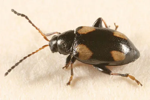 Phyllotreta bipustulata