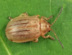 Ophraella cribrata thumbnail 3