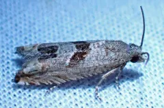 Sunflower Bud Moth thumbnail 3