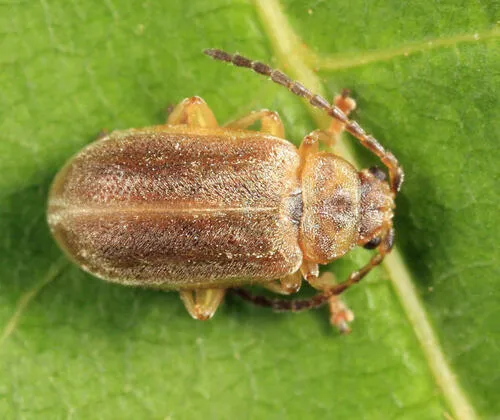 Tricholochmaea decora