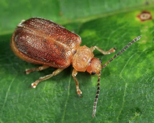 Tricholochmaea tuberculata