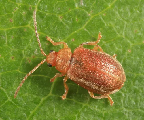 Tricholochmaea vaccinii