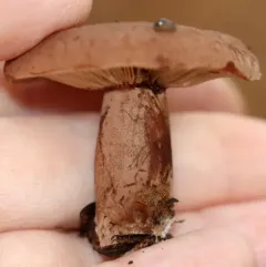 Burnt-sugar Milky thumbnail 5
