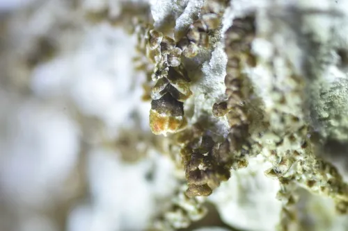 Periantria frullaniae