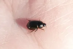 Helochares maculicollis thumbnail 2
