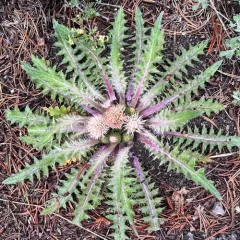 Elk Thistle thumbnail 3