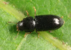 Pitted Fungus Beetle thumbnail 2