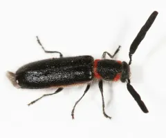 Monophylla terminata thumbnail 2