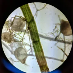 Slender Water-milfoil thumbnail 3