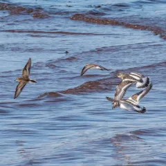 Ruddy Turnstone thumbnail 4