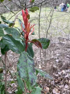 Chinese Photinia thumbnail 3