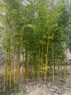 Chinese Timber Bamboo thumbnail 1