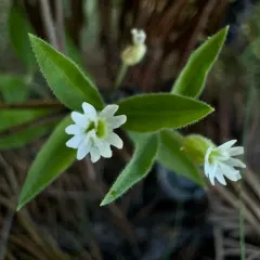 Menzies' Catchfly thumbnail 4