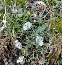 Gorman's Biscuitroot thumbnail 2