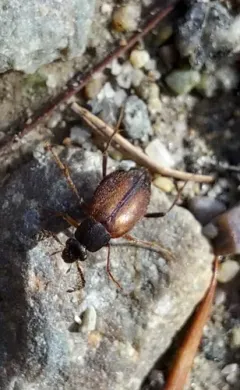 Catoptrichus frankenhaeuseri thumbnail 2