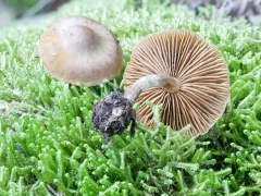 Cortinarius valgus thumbnail 1
