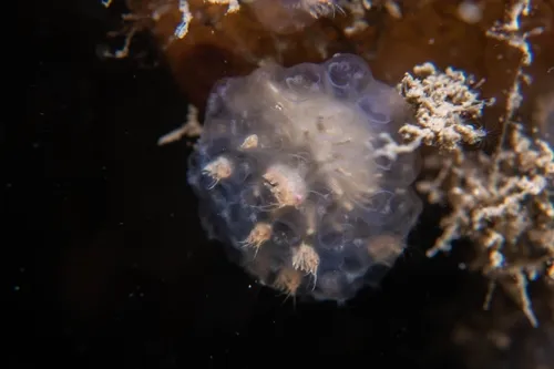 Polycheria osborni