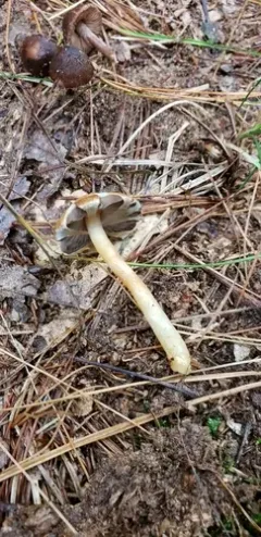 Agaricus pallens thumbnail 2