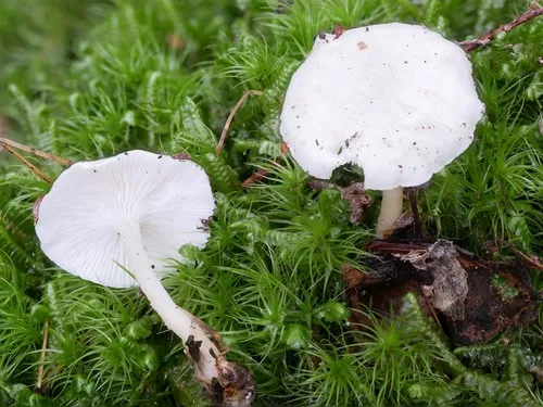 Leucocybe candicans