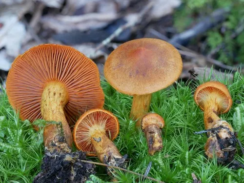 saffron-colored webcap