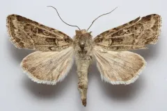 Pale Western Cutworm Moth thumbnail 3