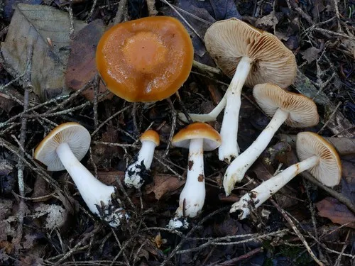 Thaxterogaster causticus
