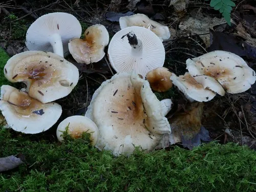 Hygrophorus tennesseensis