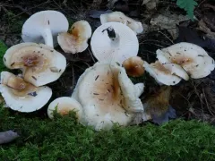 Hygrophorus tennesseensis thumbnail 1