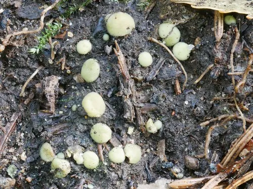 Podophacidium xanthomelum