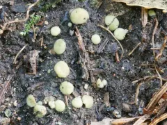 Podophacidium xanthomelum thumbnail 1