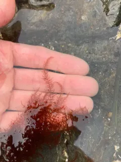 Gloiosiphonia verticillaris thumbnail 2